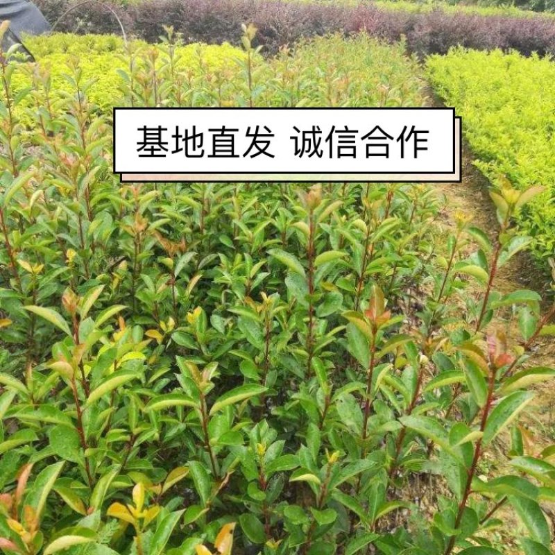 红叶石楠等绿化苗一手货源价格美丽欢迎来电下单