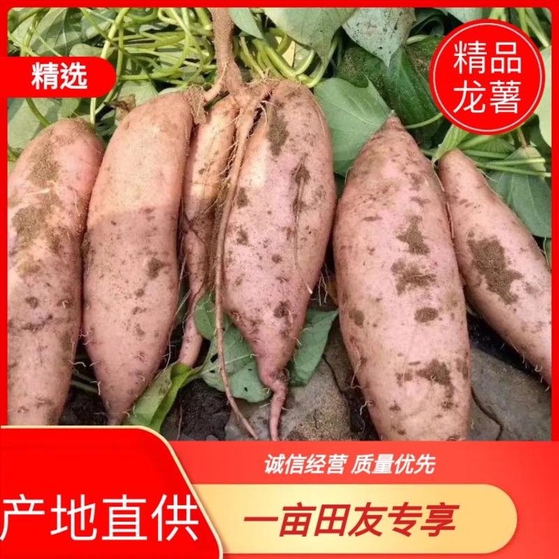【精品龙薯】广东湛江红薯龙薯九号产地直供对接电商商超