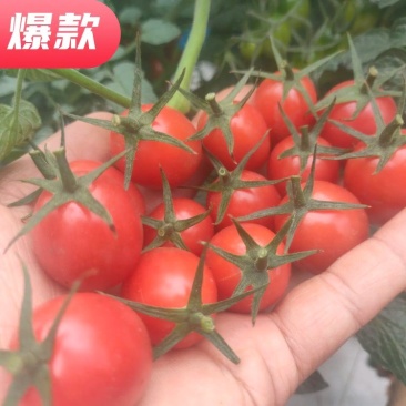 电白沙地圣女果果