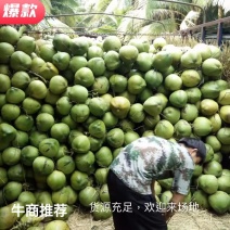 【牛商推荐】现摘新鲜椰子海南省文昌市椰子鸡汤