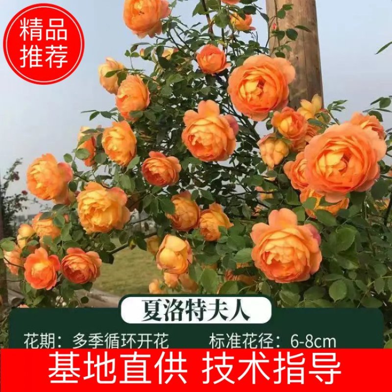 爬藤月季四季开花玫瑰月季花浓香型大花花卉盆栽