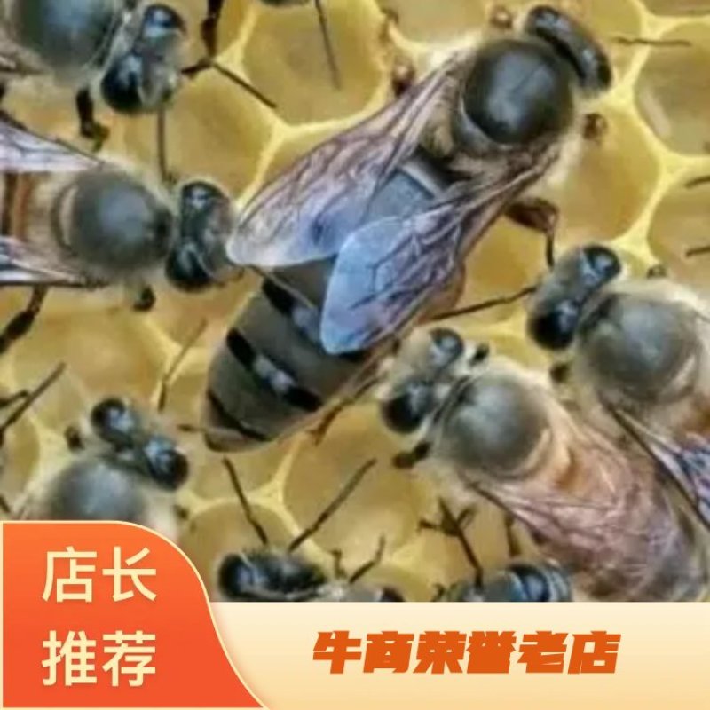 中蜂批发，深山自家养殖，品种优良，诚信经营，欢迎致电