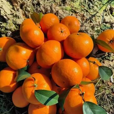 沃柑精品柑橘对接市场电商档口欢迎采购商来电