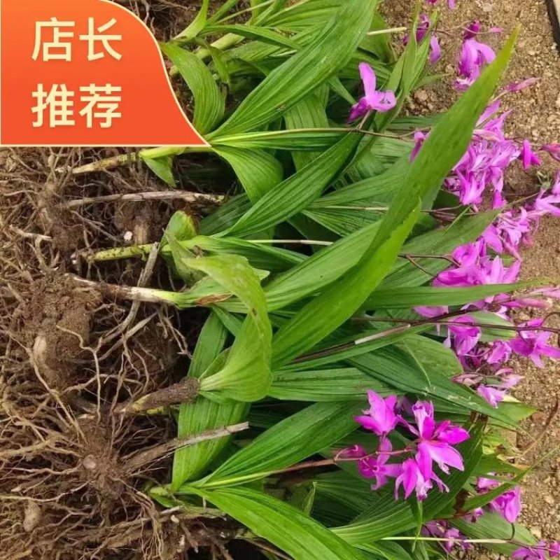 正品紫花三叉白芨种苗药材种苗质量保证，品种纯正，假一赔十
