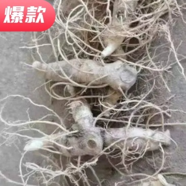 正品黄精块茎苗，黄精种苗量大从优商超品质欢迎洽谈