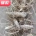 正品黄精块茎苗，黄精种苗量大从优商超品质欢迎洽谈