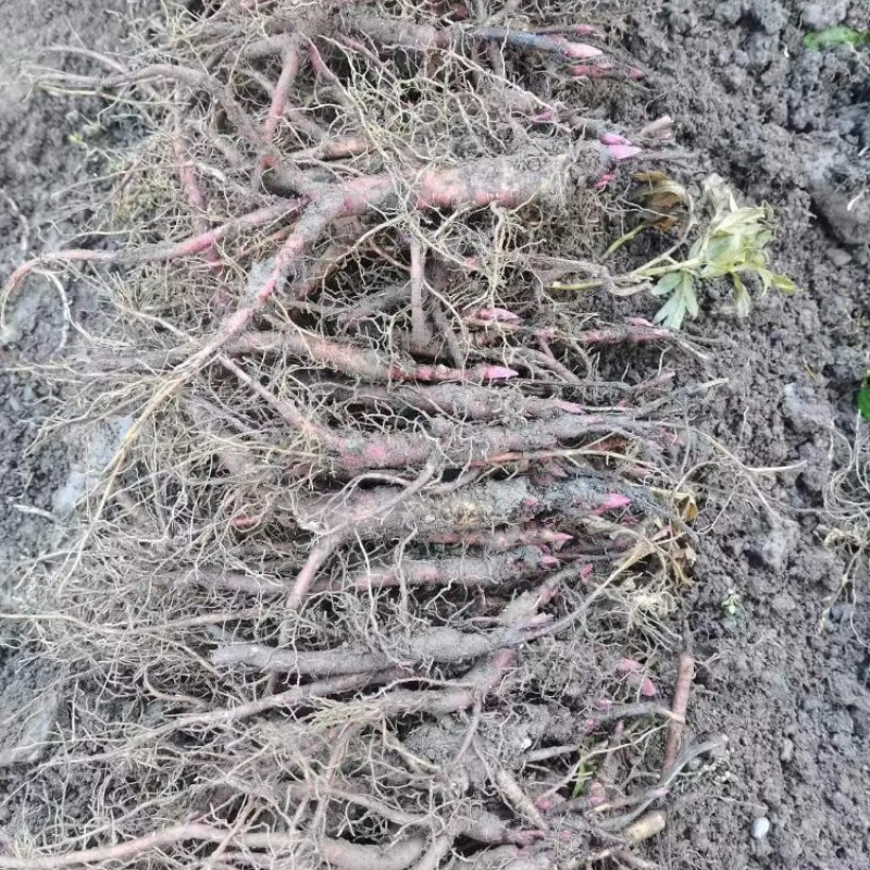 【三年】赤芍药种苗赤芍苗一手货源产地直供视频看货