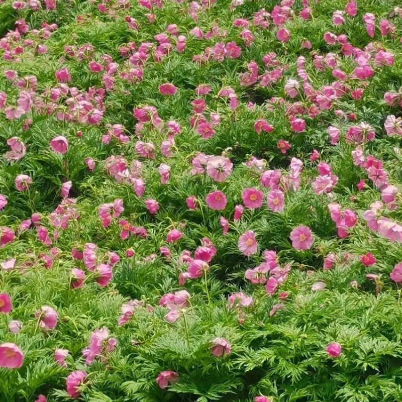 【三年】赤芍药种苗赤芍苗一手货源产地直供视频看货