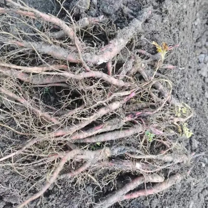 【三年】赤芍药种苗赤芍苗一手货源产地直供视频看货