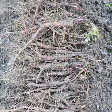 【三年】赤芍药种苗赤芍苗一手货源产地直供视频看货