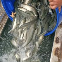广西草鱼新鲜现捞现发产地直发可视频欢迎咨询