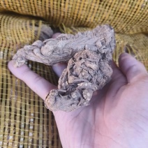 甘肃无硫当归产地直发质量保证货源充足欢迎进店咨询