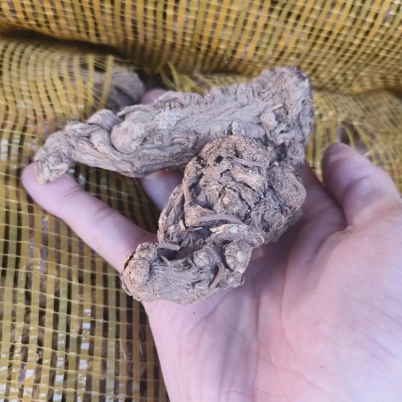 甘肃无硫当归产地直发质量保证货源充足欢迎进店咨询