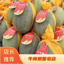 【实力供货】甘肃哈密瓜晓蜜25号，产地直供，质量三包