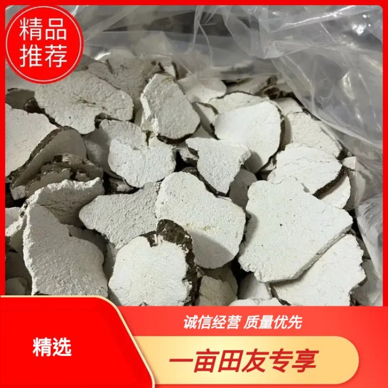 【实力商家】精品虎奶菇干货大量供应品质保证代发全国