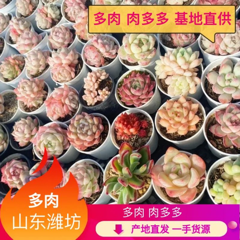 【实力供货】多肉植物多肉拼盘5厘米盆量大从优欢迎