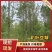 彩叶豆梨—苗圃清地处理，5–12公分大批量现货低价