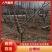山楂树绿化—山东基地直销小区别墅路边绿化树，实用能吃能看