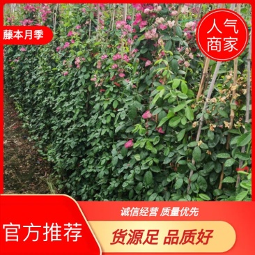 各种规格藤本月季，花色齐全，品种多多，1--3米有量供应