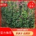 各种规格藤本月季，花色齐全，品种多多，1--3米有量供应