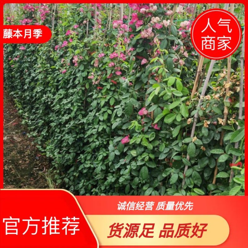 各种规格藤本月季，花色齐全，品种多多，1--3米有量供应
