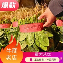 河南焦作一手货源菠菜新鲜翠绿，对接全国欢迎采购热卖中