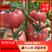 泗县普罗旺斯沙瓤口感西红柿供应全国欢迎来电