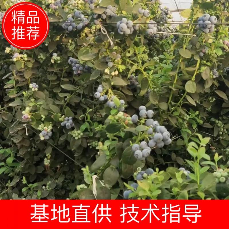 云南瑞卡精品蓝莓大量上市品质保障量大从优