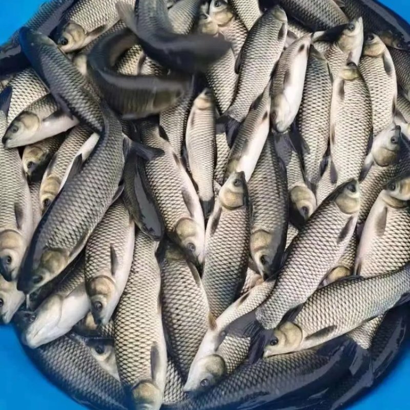 河北鲤鱼苗大量有苗，吃的自家饲料配送到家货到付款