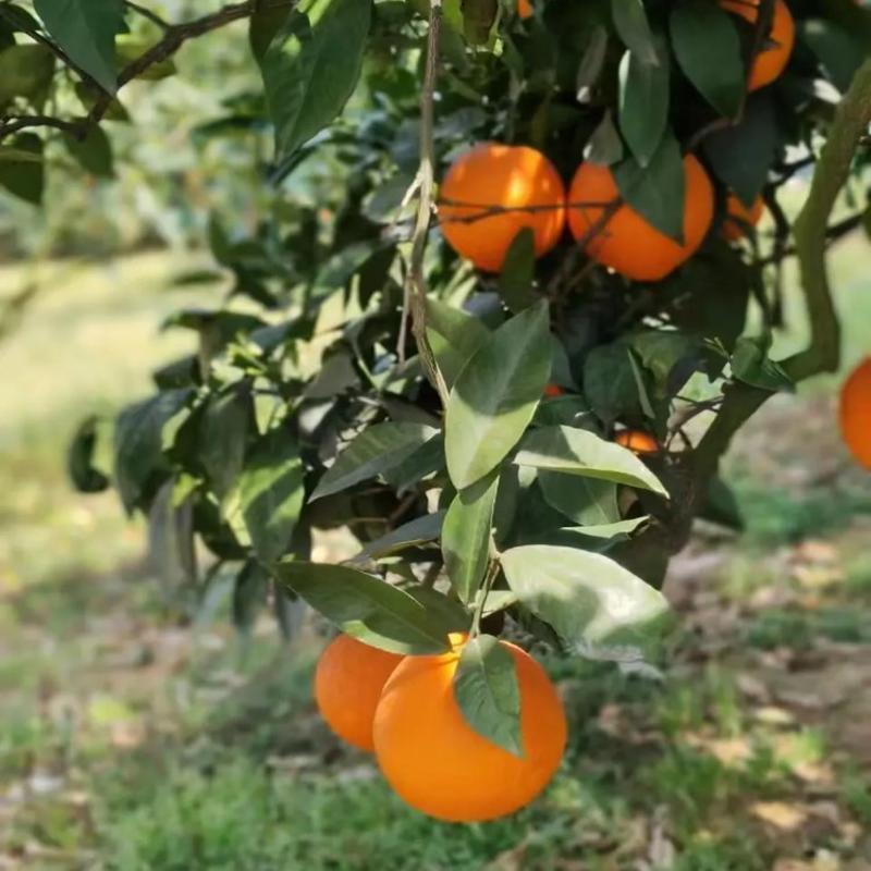 伦晚脐橙大量供应产地直发量大从优欢迎咨询