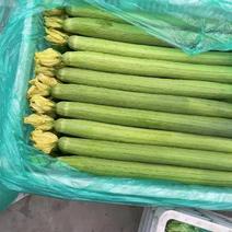 广东湛江鲜花丝瓜，基地种植，大量有货，量大价格，欢迎咨询