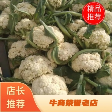 湖北天门松花菜，精品松花菜，产地直发，质优价廉，可发全国