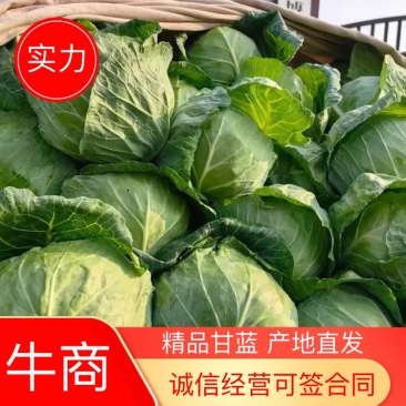 河南甘蓝博爱圆包菜中甘甘蓝电商市场商超免费看货