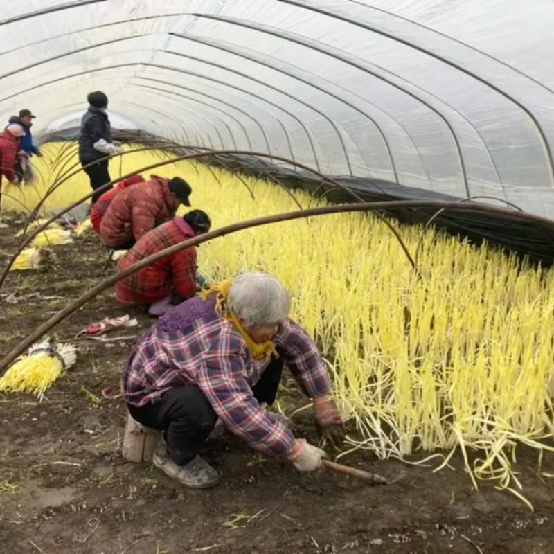 韭黄，韭菜芽，不是蒜黄，韭黄基地，黄金韭，可分拣