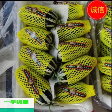 山东聊城莘县，博洋9号甜瓜，产地直供源头，对接全国采购商