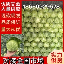 【甘蓝】精品圆包菜包菜产地直供价格便宜量大从优