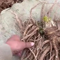 四川当归个子产地直发量大从优欢迎咨询
