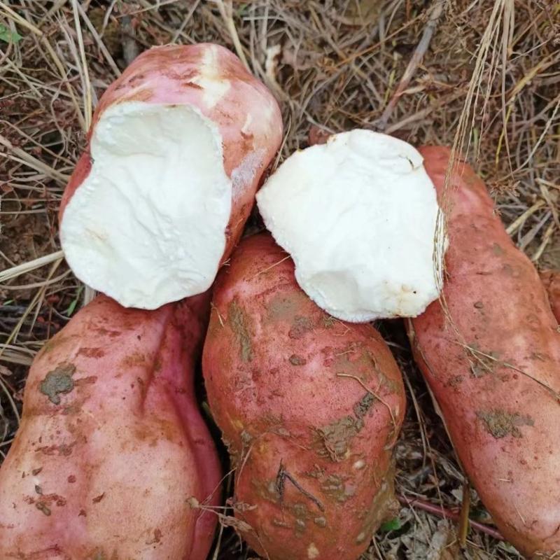 广东白心红薯产地直发品质保证诚信经营对接全国市场