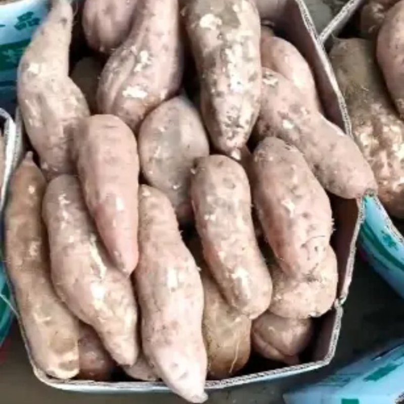 白心红薯大量上市产地直发一手货源量大从优