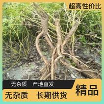 黄芪大量供应产地直发确保新鲜无添加更放心