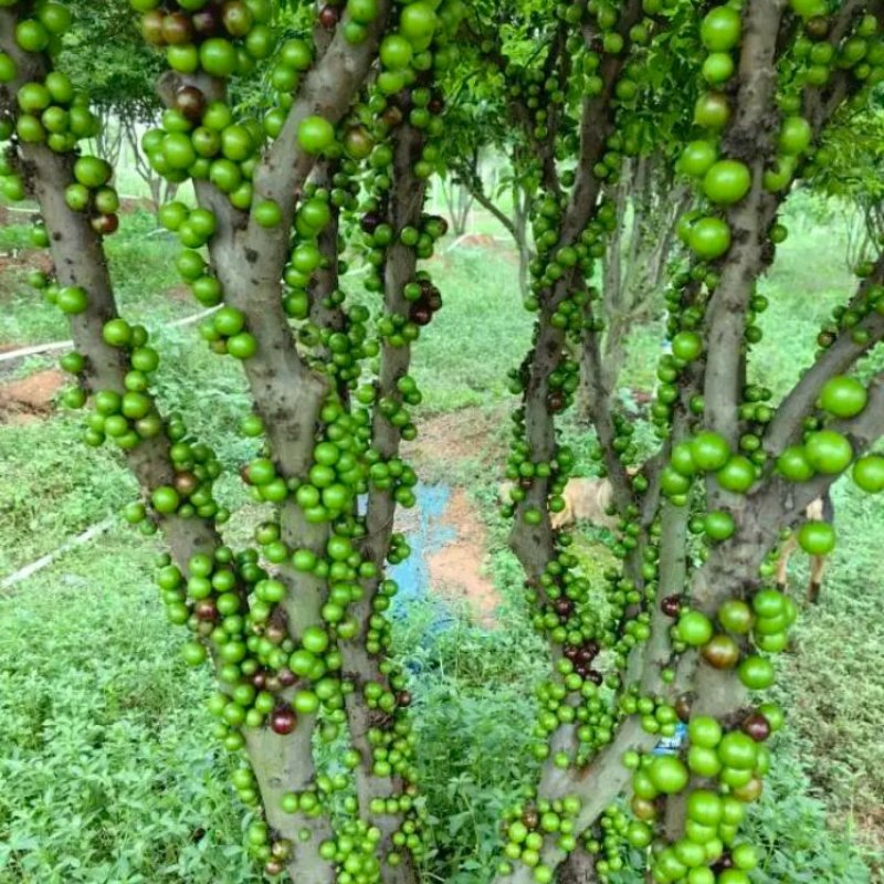 新鲜嘉宝果，健康美味产地基地全国发货大量供应欢迎新老顾客电话