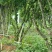 新鲜嘉宝果，健康美味产地基地全国发货大量供应欢迎新老顾客电话