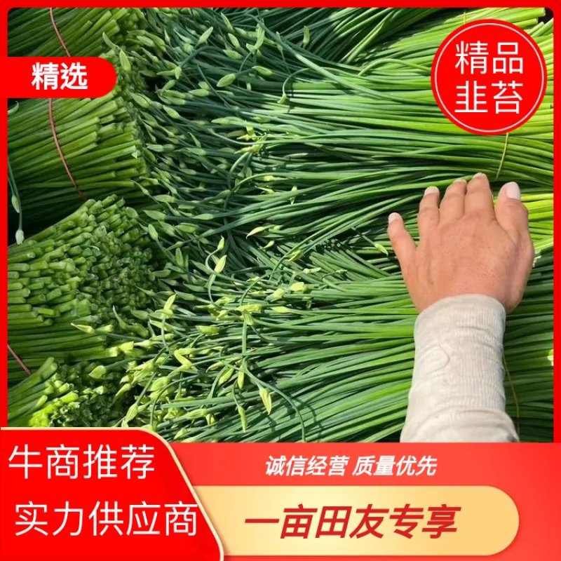 韭苔，韭菜花，产地发货，手工现摘，品质保证。