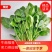 山东菠菜品质保证诚信经营自家基地欢迎联系接商超市场电商