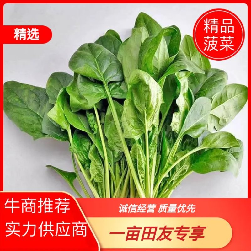 山东菠菜品质保证诚信经营自家基地欢迎联系接商超市场电商