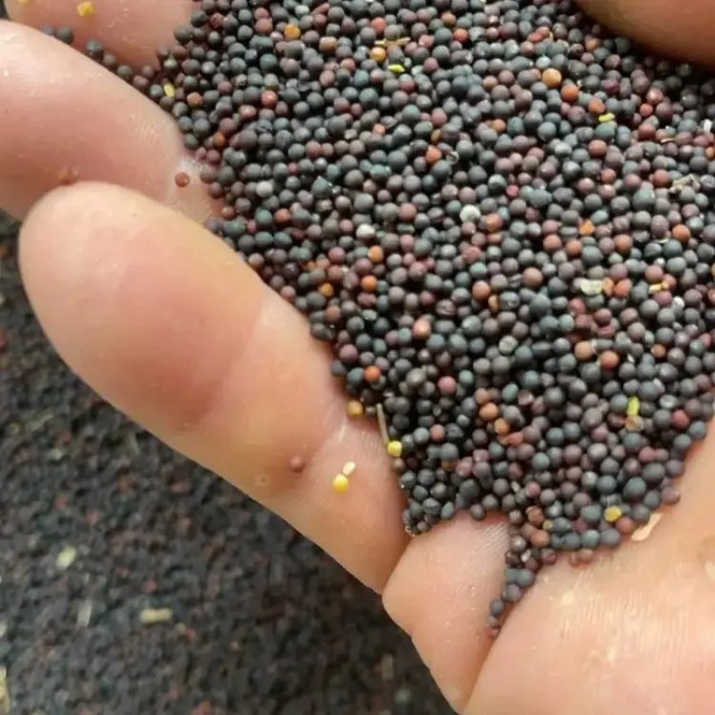 【优选】油菜籽精品油菜籽货源充足保质保量菜籽
