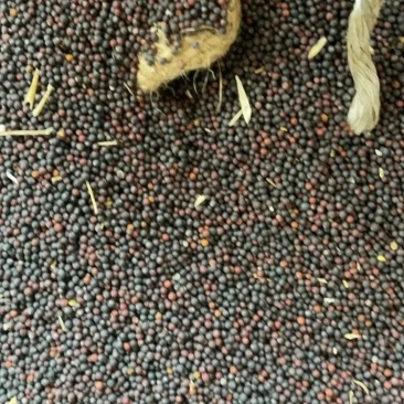 【优选】油菜籽精品油菜籽货源充足保质保量菜籽