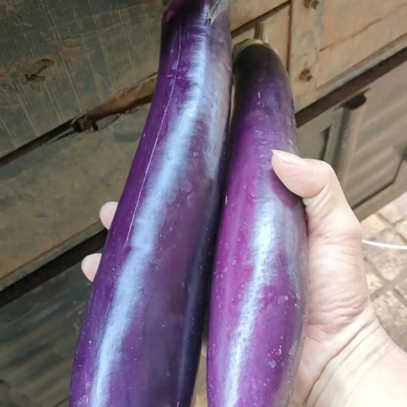 广东茄子精品紫长茄产地直发一手货源全国供应可视频看货