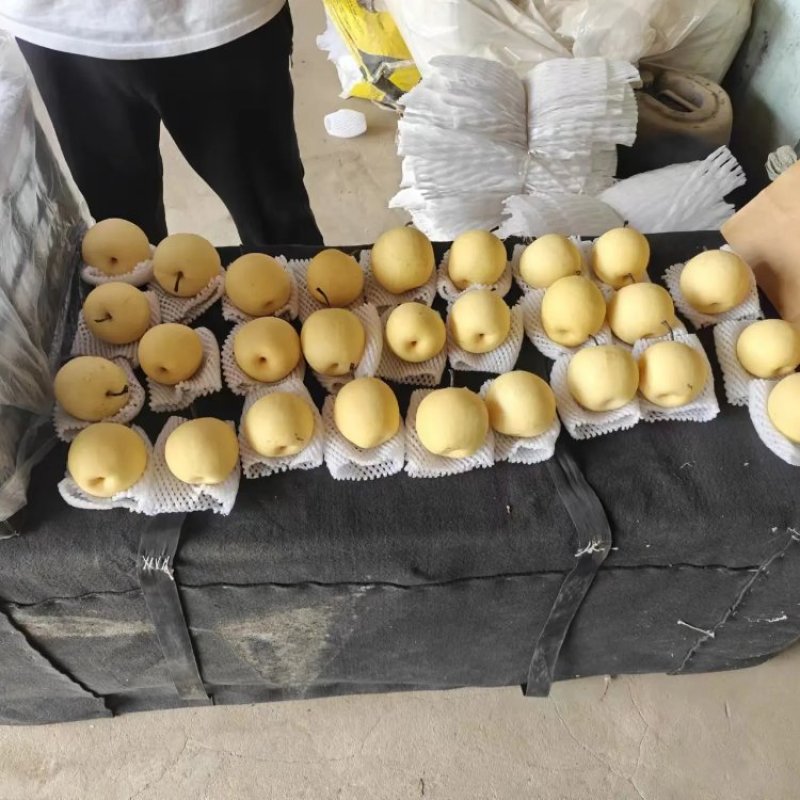 青色皇冠梨蜡纸袋青色皇冠梨大量供应全国可发货