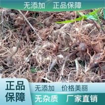 秦岭正宗白芨旱白芨三叉白芨产地直发24小时在线服务新鲜到家